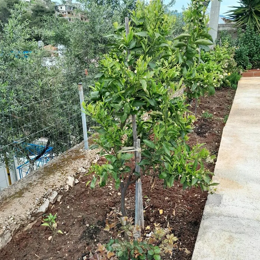 Luxury Dennis Home Sarandë
